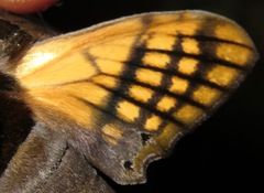 Adhemarius tigrina
