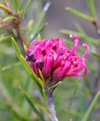 Peter Crowcroft, CC BY, iNaturalist via GBIF Grevillea confertifolia, photograph Peter Crowcroft, CC BY, iNaturalist via GBIF