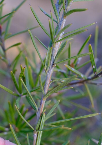 Grevillea confertifolia, photograph 6