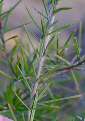 Grevillea confertifolia, photograph Peter Crowcroft, CC BY, iNaturalist via GBIF