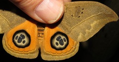 Automeris liberia