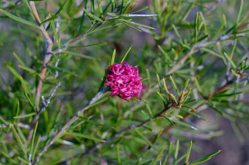 Grevillea confertifolia, photograph 5
