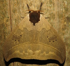 Automeris liberia