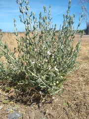 Teucrium racemosum