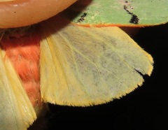 Chlorhoda viridis