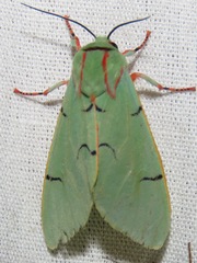 Chlorhoda viridis