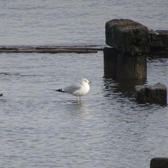 Larus delawarensis