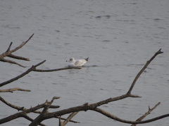 Larus delawarensis