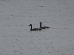 Branta canadensis