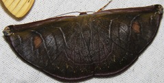 Cyphoedma transvolutata
