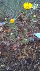 Grindelia pulchella