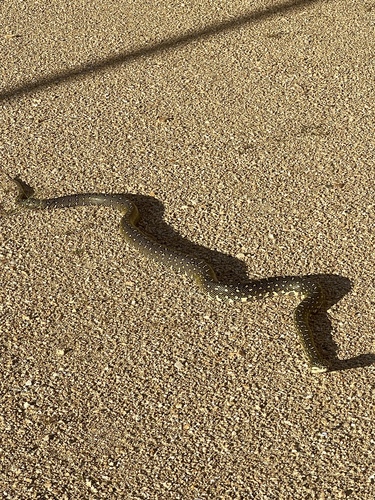 Diamond Python sighting