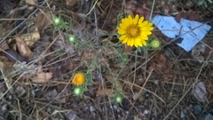Grindelia pulchella