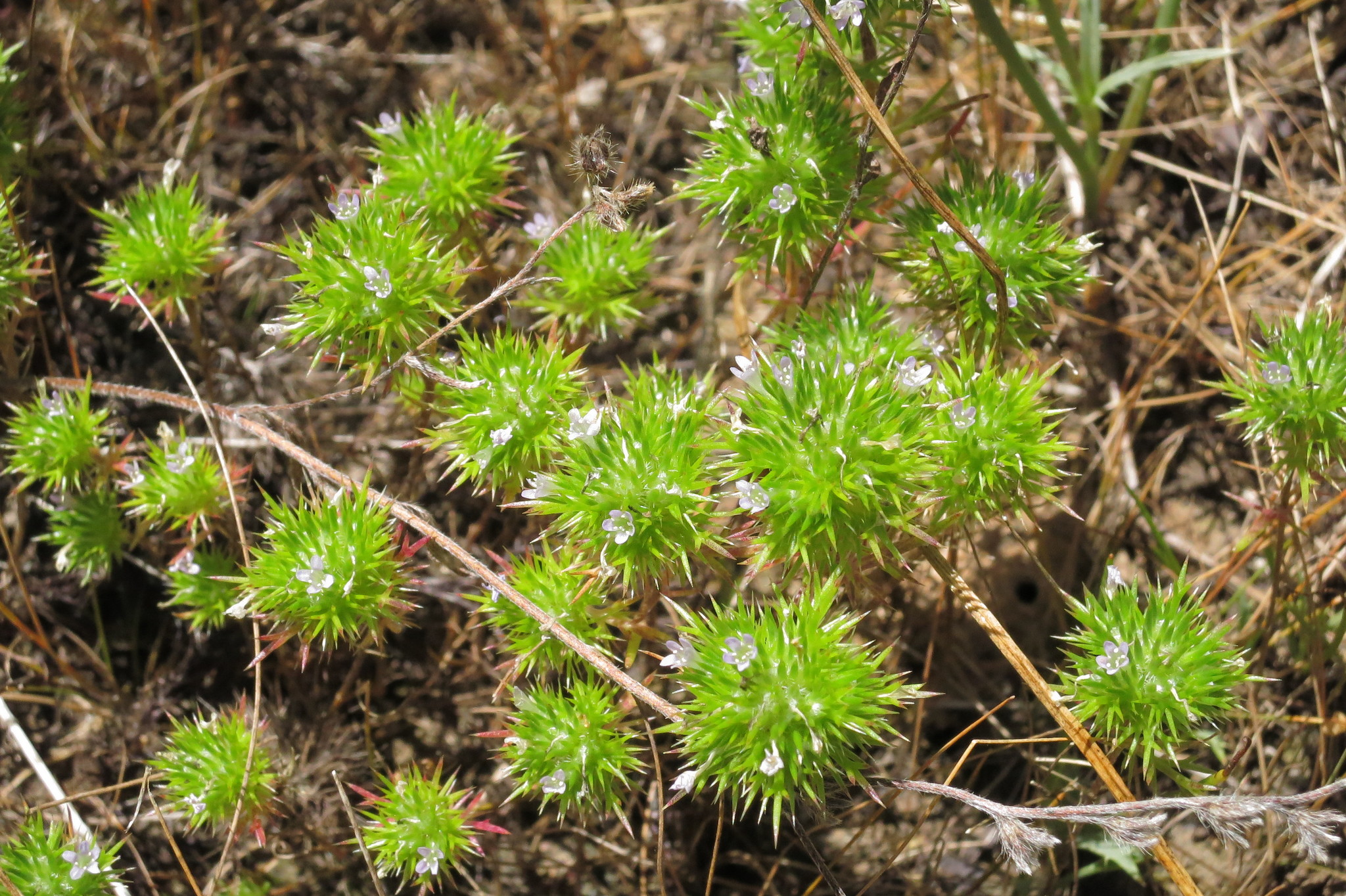 Navarretia willamettensis