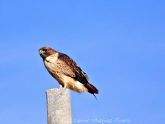 Buteo jamaicensis