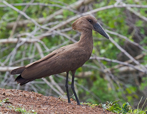 Hamerkop