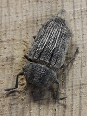 Polycesta