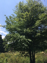 Carpinus tropicalis