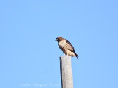 Buteo jamaicensis