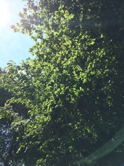 Carpinus tropicalis