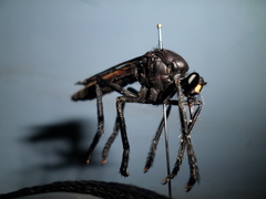 Archilestris magnificus