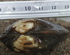 Alasmidonta undulata