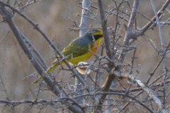 Telophorus sulfureopectus