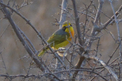 Telophorus sulfureopectus