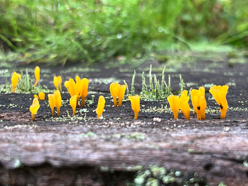 Dacrymyces spathularia