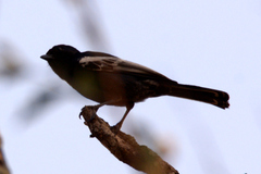 Melaniparus niger ravidus