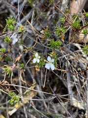 Stylidium repens