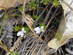 Stylidium repens