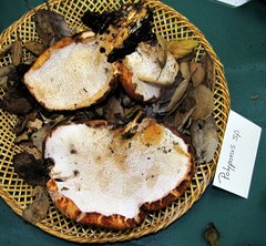 Polyporus gayanus