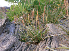 Plantago maritima juncoides