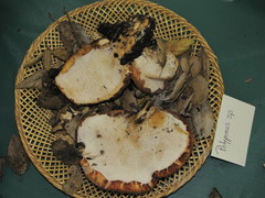 Polyporus gayanus