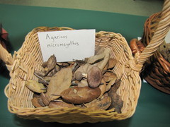 Agaricus micromegethus