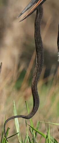 Arafura File Snake sighting