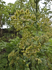 Prionosciadium