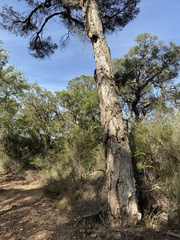 Melaleuca preissiana
