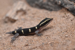 Djebel Bani Lizard-Toed Gecko photo 5
