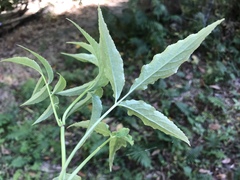 Sambucus sieboldiana