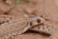 Moila Snake photo 2