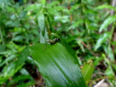 Phylloscyrtus amoenus