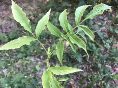 Sambucus sieboldiana