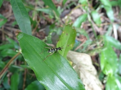 Phylloscyrtus amoenus