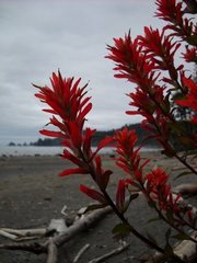 Castilleja miniata dixonii