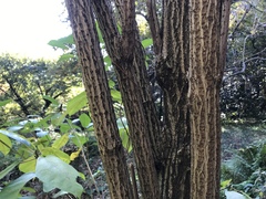 Sambucus sieboldiana