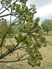 Prionosciadium thapsoides