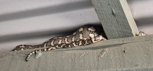 Coastal Carpet Python sighting