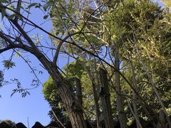 Sambucus sieboldiana